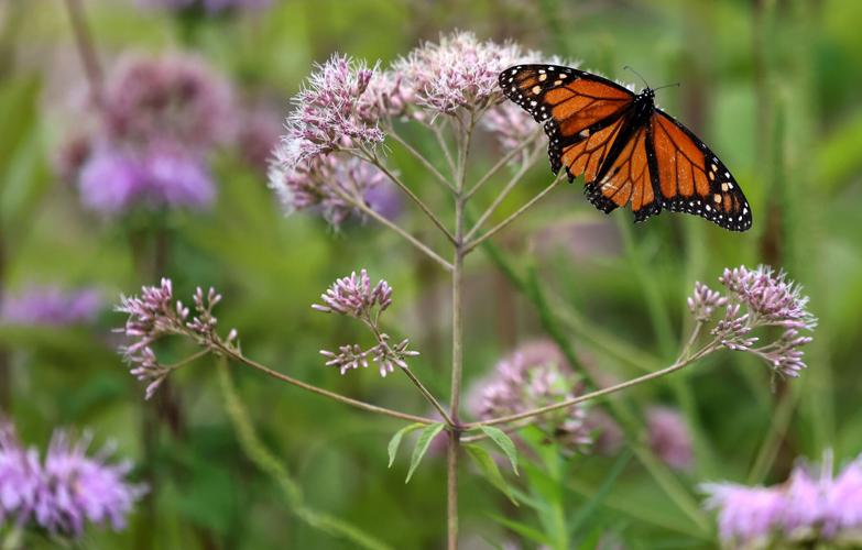 Save Our Monarchs & Lands' End  The iconic monarch butterfly