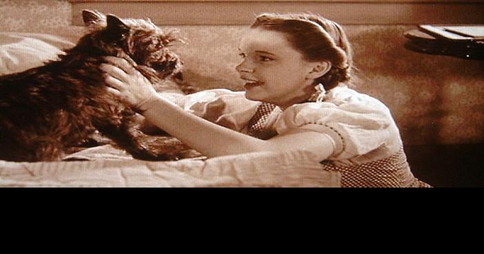 Toto's real name