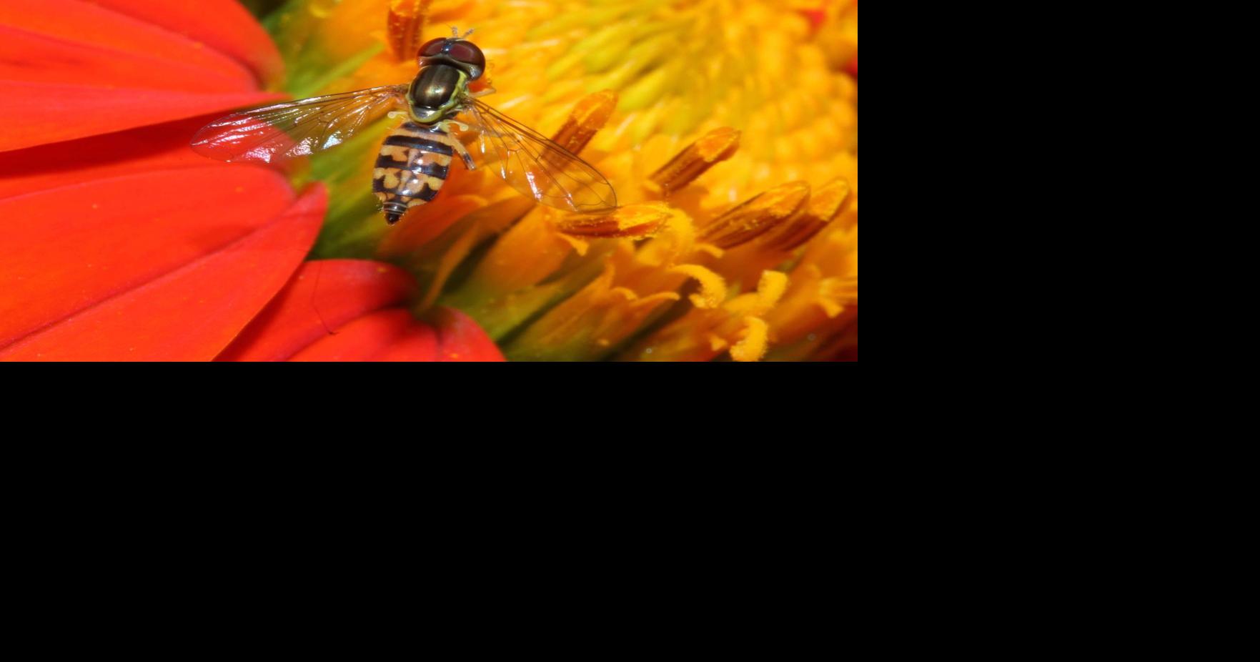Gardeners Corner: Syrphid flies: One of a gardener's best friends