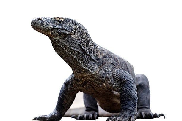 Top 10 most popular reptiles in the world according to Wikipedia pages