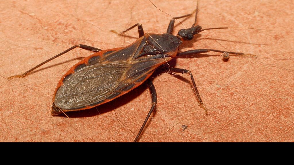 Keep your lips away from deadly 'kissing bugs,' study says World News