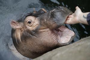 Photos: Baby Fiona the hippo turns one