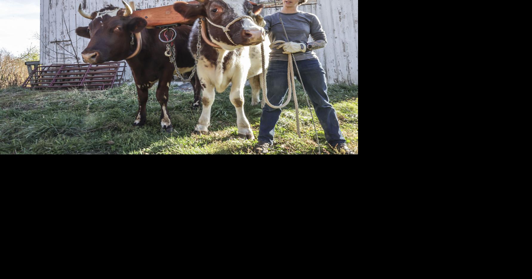 Rural Bloomington ox driver moving earth for art, social change