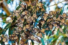 Weathering the Cold Part 2: Migration