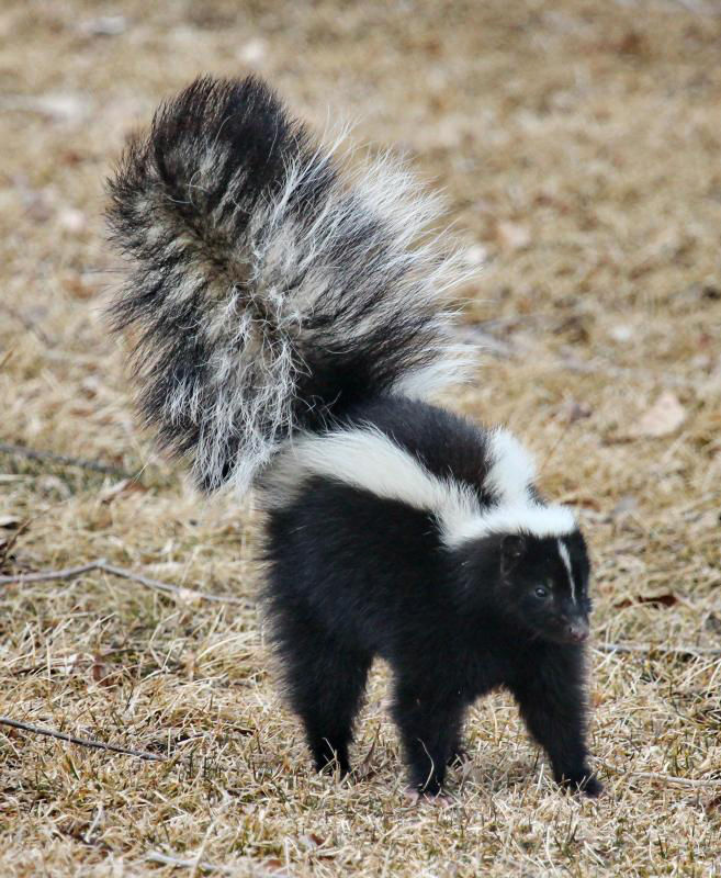 Best skunk remedy for dogs new arrivals