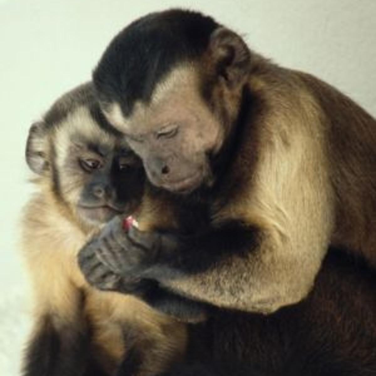 Monkey On Playground Upsets Some But Pet Is Legal Government And Politics Pantagraph Com