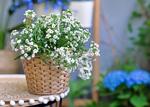 Alyssum