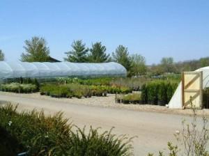 Shrub & Plant Nursery