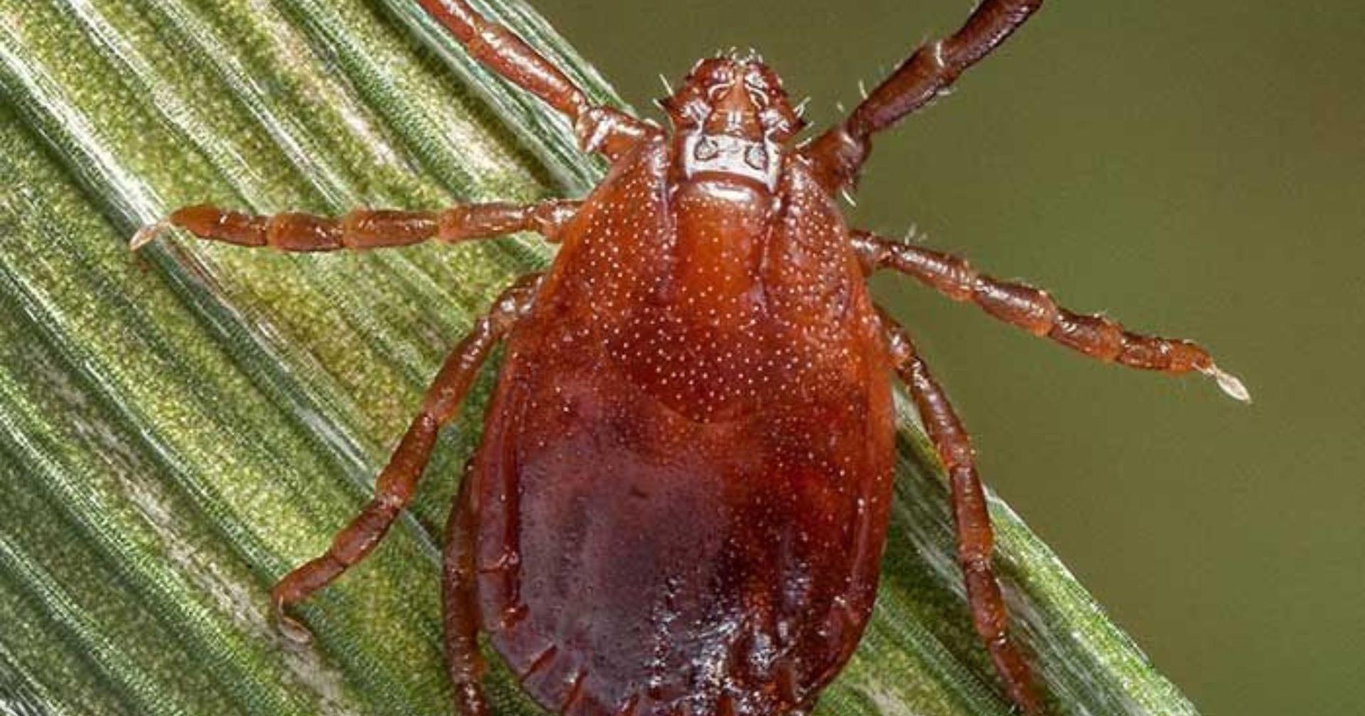 Invasive species of tick confirmed in Central Illinois (copy) - Vimarsana News