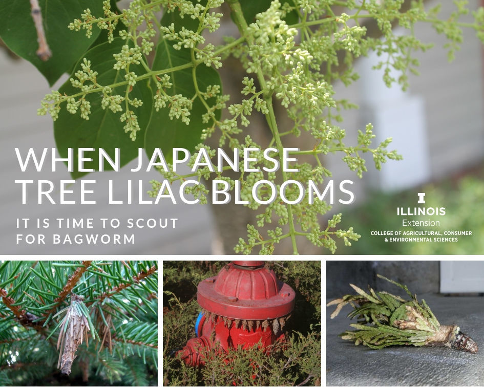 Allsup Bagworms An Unsightly Pest Home Garden Pantagraph Com