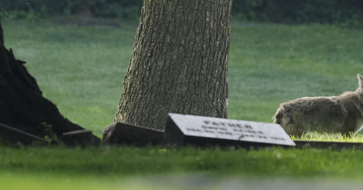 Study: Wildlife in Chicago neighborhoods more diverse than in other cities - Vimarsana News