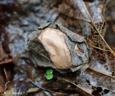 Leave the Leaves and Give Winter Wildlife a Home
