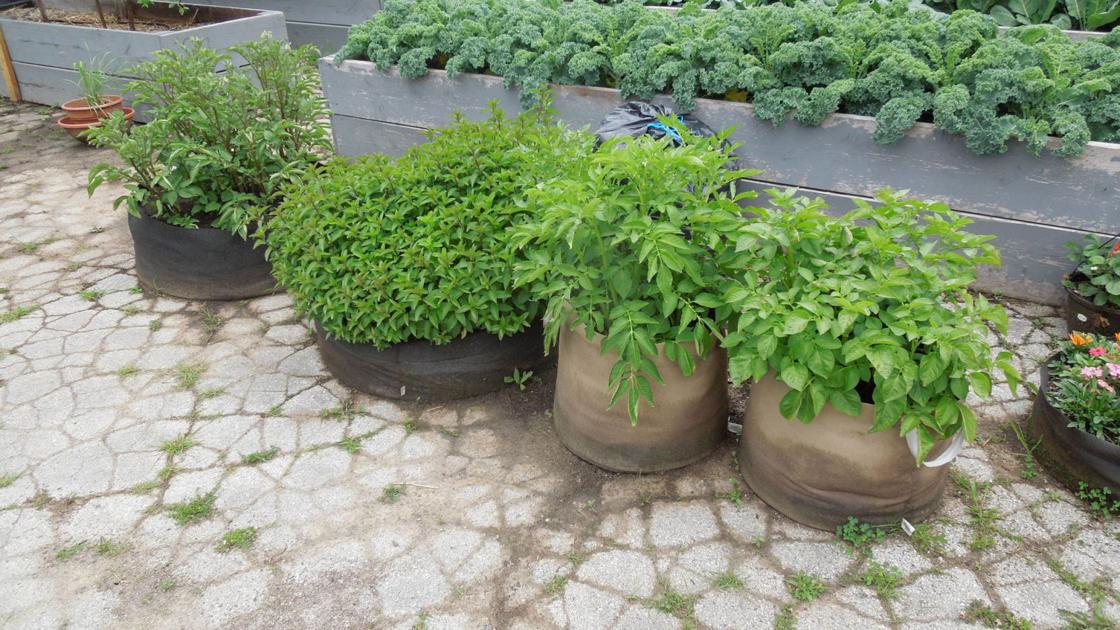 Allsup: Experimenting with gardening containers | Residence & Backyard