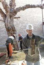 031507 Medici Tree 2 lac