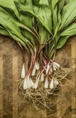 Roots of a name
