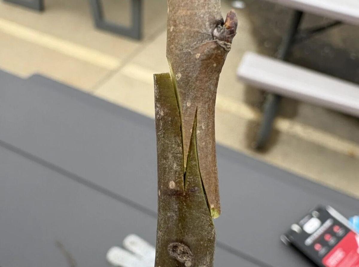 U of I Extension's Frillman: How to graft fruit trees