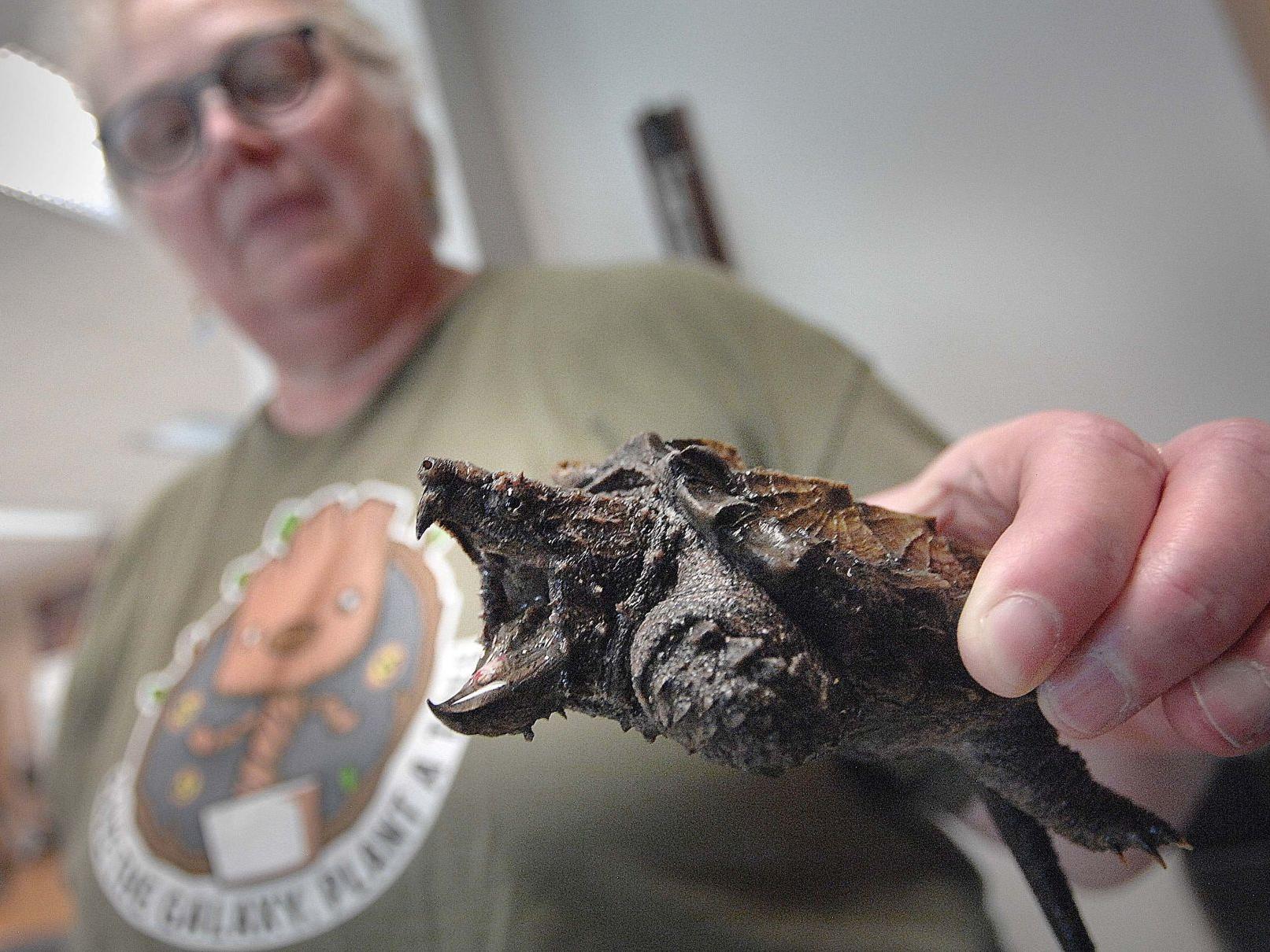 Turtle Project Seeks To Put Snap Back On The Map Local