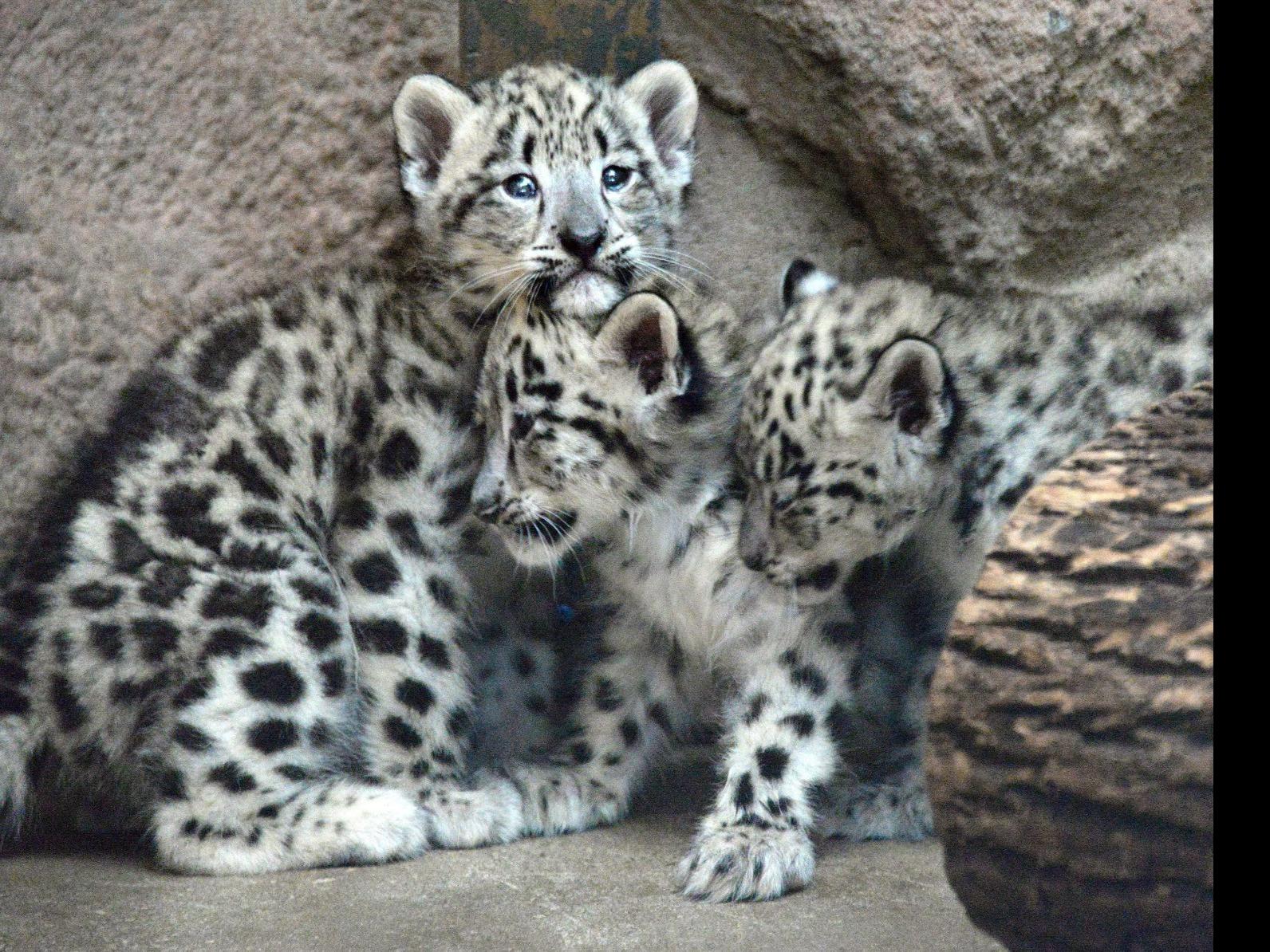 Rare Baby Snow Leopards Now On Exhibit At Zoo News Pantagraph Com