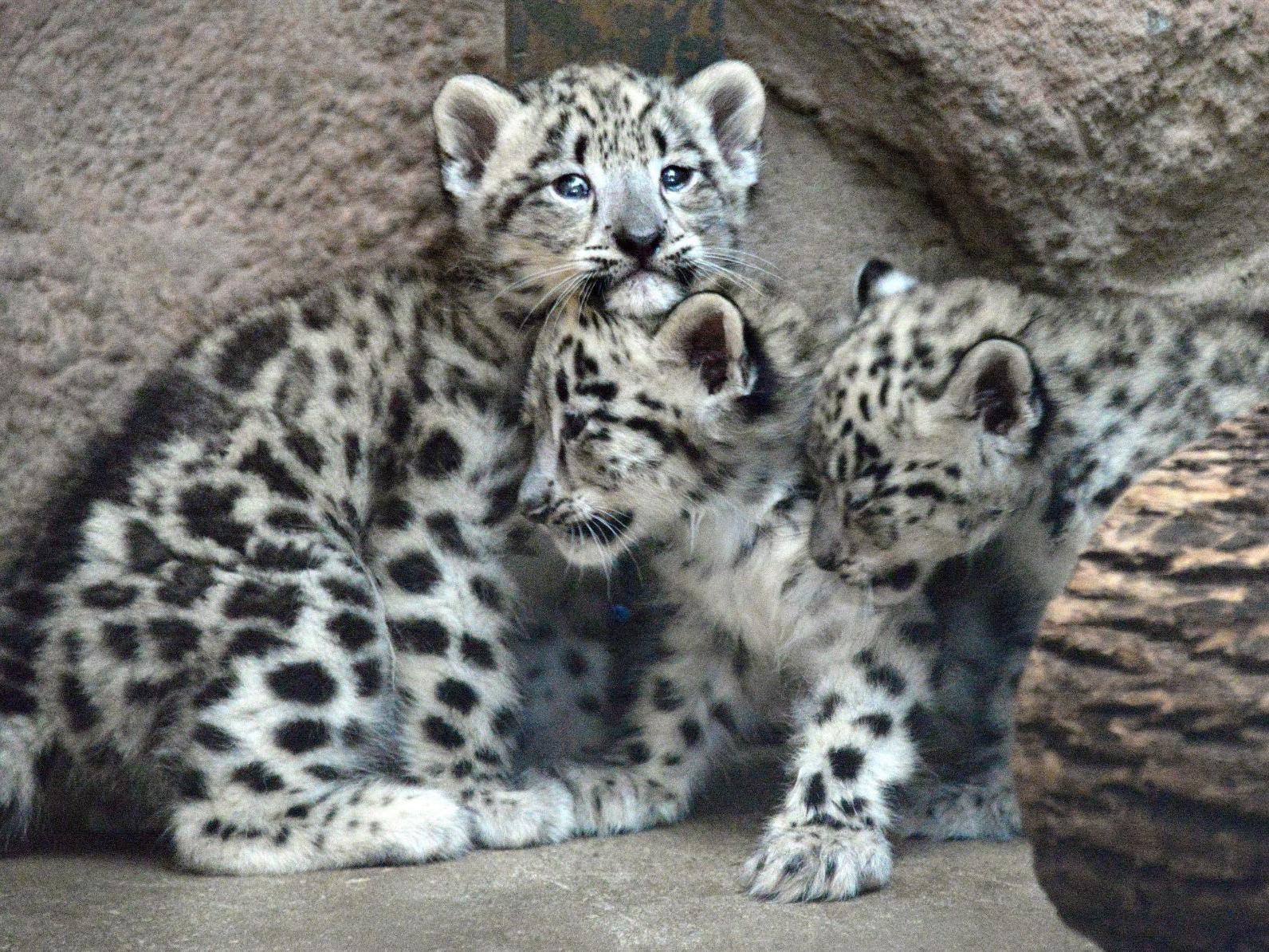 Rare Baby Snow Leopards Now On Exhibit At Zoo News Pantagraph Com Rare Baby Snow Leopards Now On Exhibit At Zoo News Pantagraph Com