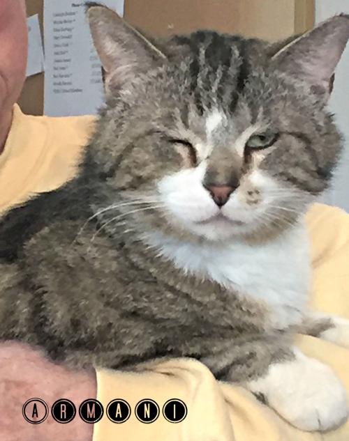 Armani Humane Society Of Logan County Pantagraph Com