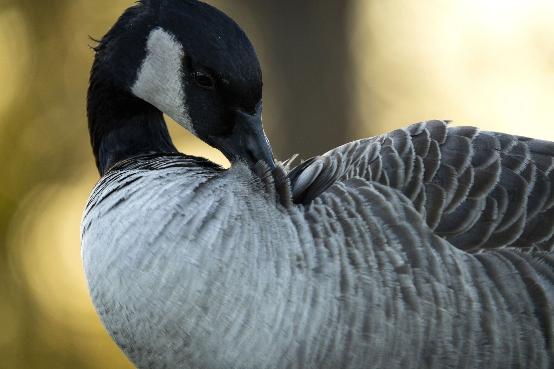 Canada goose hotsell feathers leaking