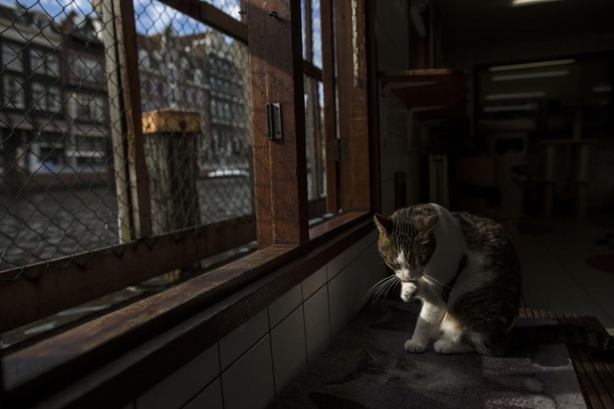 Photos Stray Cats Find A Home On An Amsterdam Houseboat World