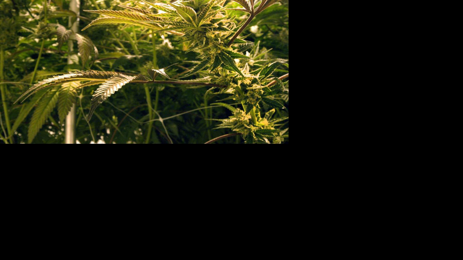 Illinois Legalization 2022 420 Holiday