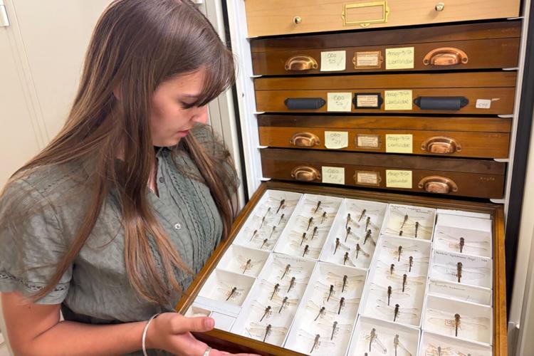 From bugs to circuits, internships give Redbirds direct career experience