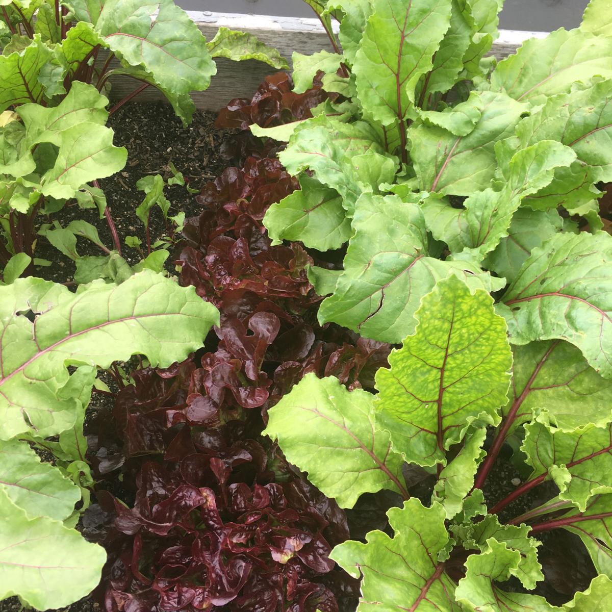 Beet greens and lettuce