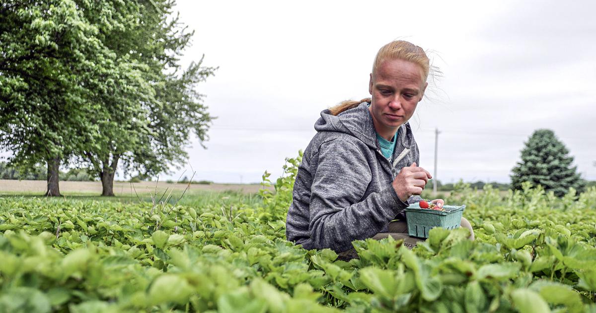 Heading to the farm: The Cutting Board's excursions to local Central Illinois farms