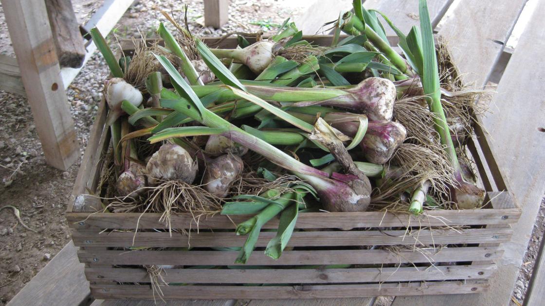 Allsup: Garlic a garden favorite | Home & Garden