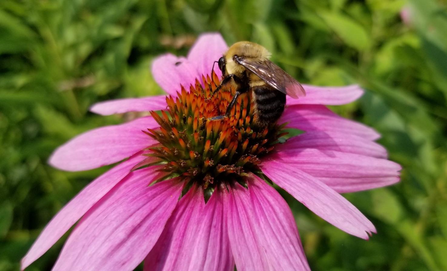 Gardeners Corner Care for perennials with three proven pruning methods