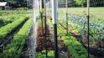 Kyan Glenn garden