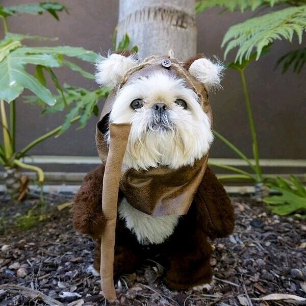 12. "Star Wars" pet costumes