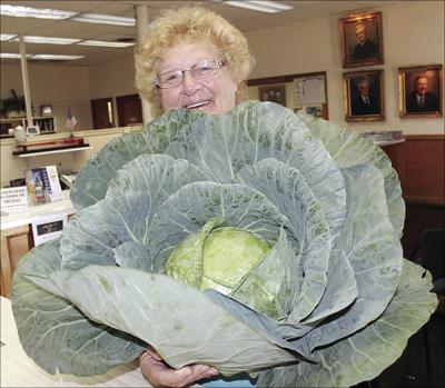 Big Cabbage