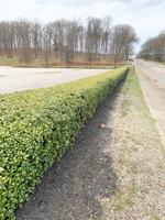 What a magnificent hedge
