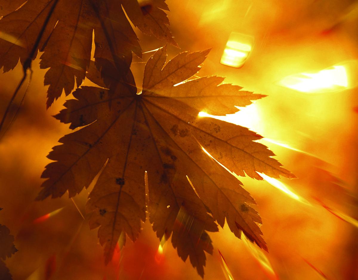 Dwell on our prolific November color Lifestyles