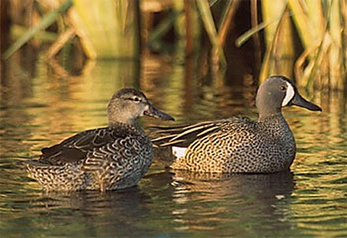 Early season a gamble for teal and wood ducks Outdoors