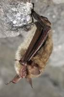U.S. Fish and Wildlife Service proposes to reclassify northern long-eared bat