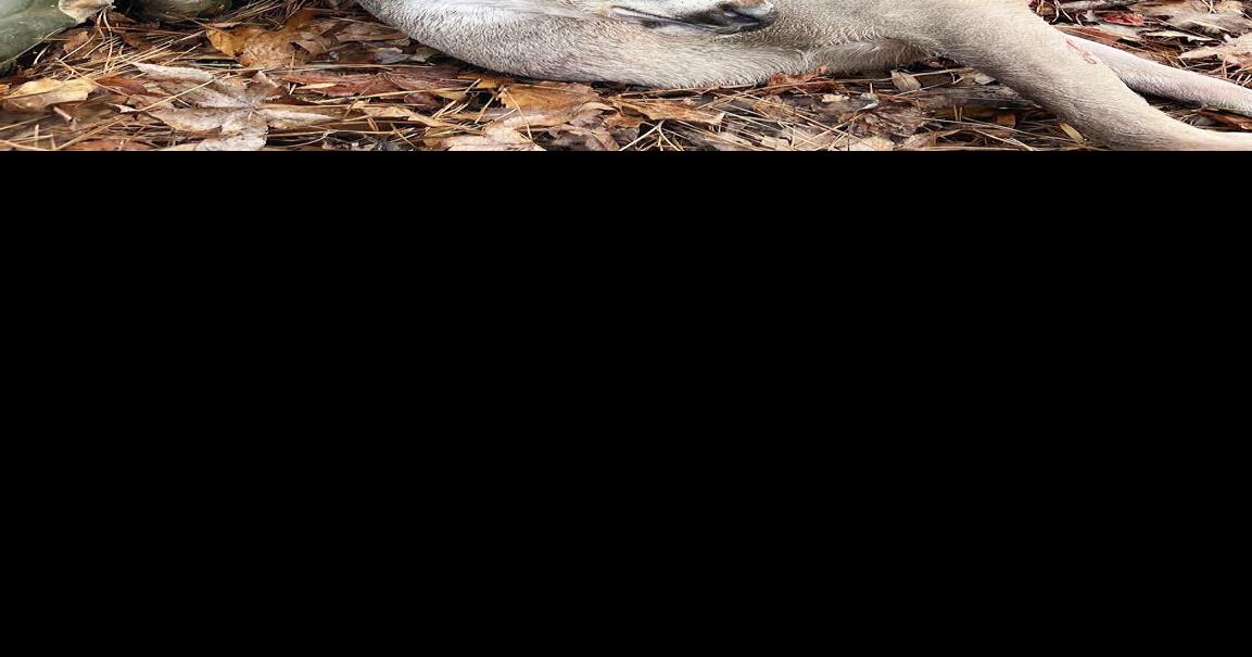 Deer season winding down, TWRA seeks hunter input Outdoors
