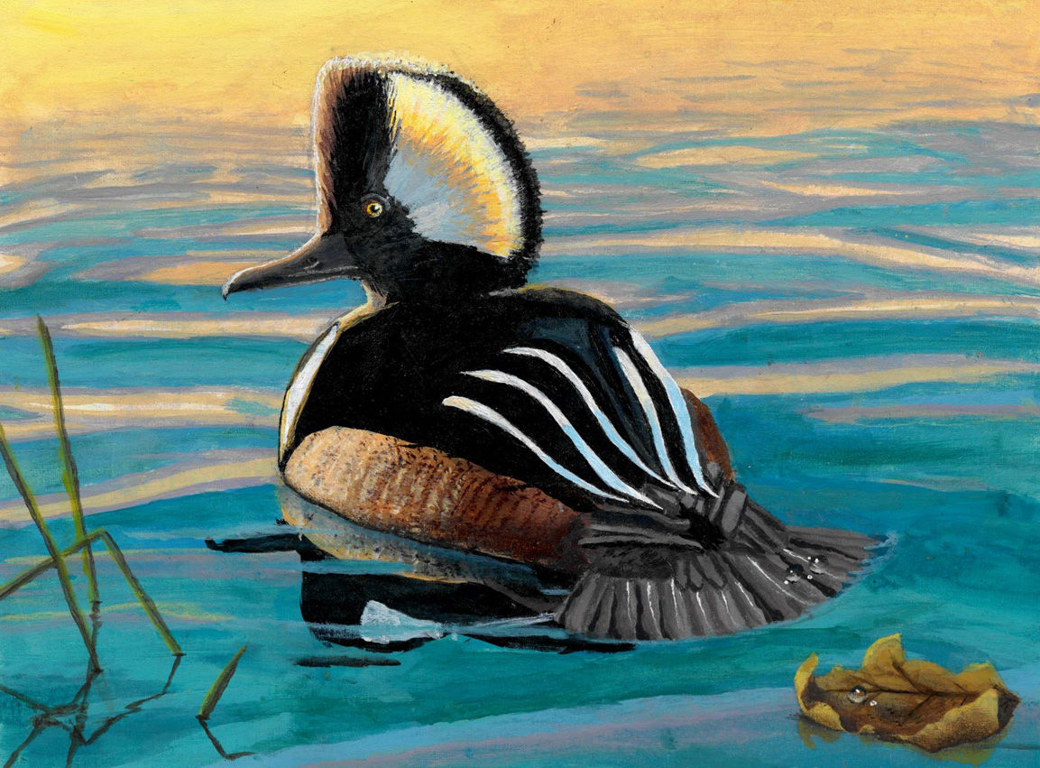 PARIS TN Student 12 youngest to win top duck stamp honor