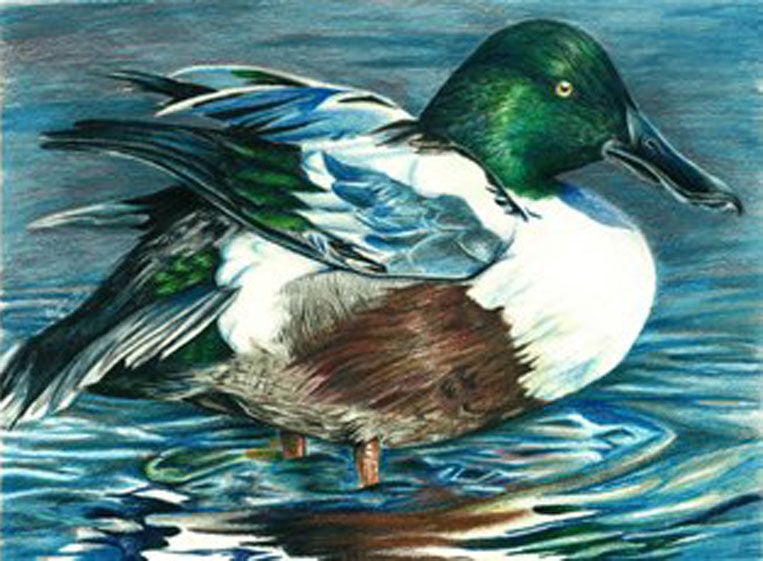 Winners announced for state junior duck stamp contest Outdoors