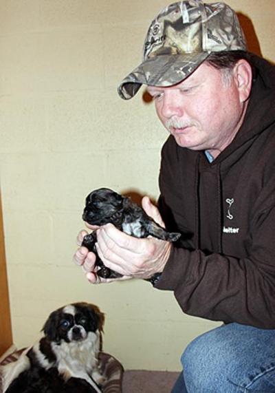 PARIS TN: Henry County Sheriff's Department animal shelter ...