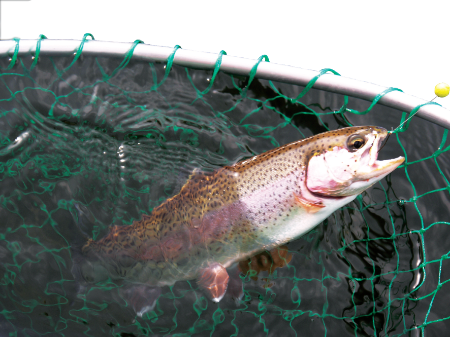 Trout Stocking Returns | Outdoors | Parispi.net