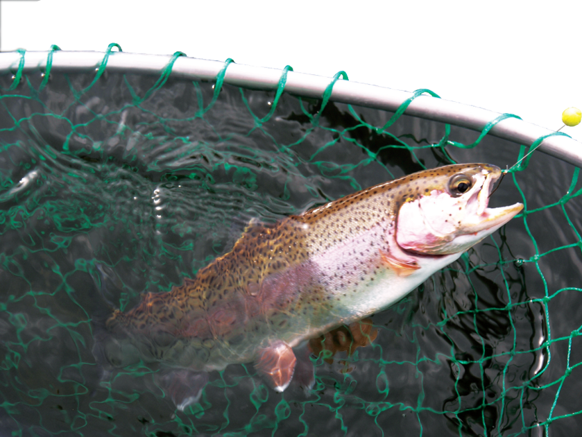 Trout stocking returns Outdoors