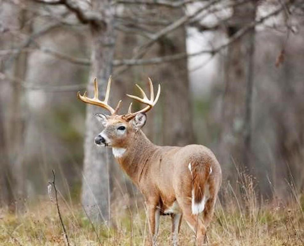 Quota deer hunt applications now available online Outdoors