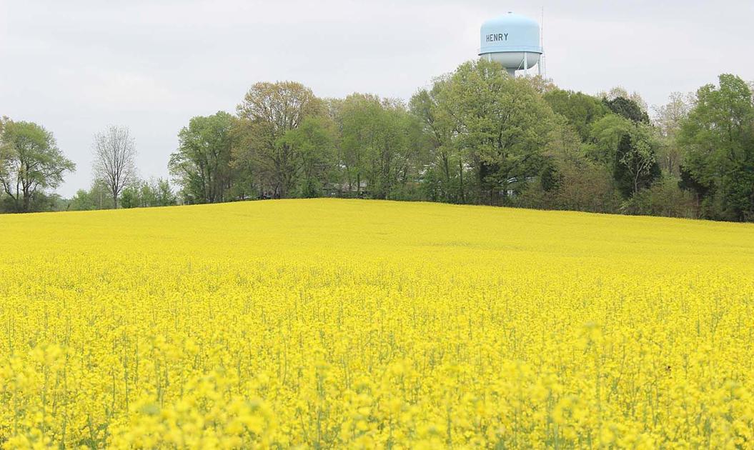 Paris Tn Fields Of Gold Canola New Tosh Farms Project Local