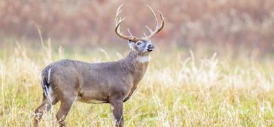 Young Sportsman’s Deer Hunt, a prelude to gun season, arrives