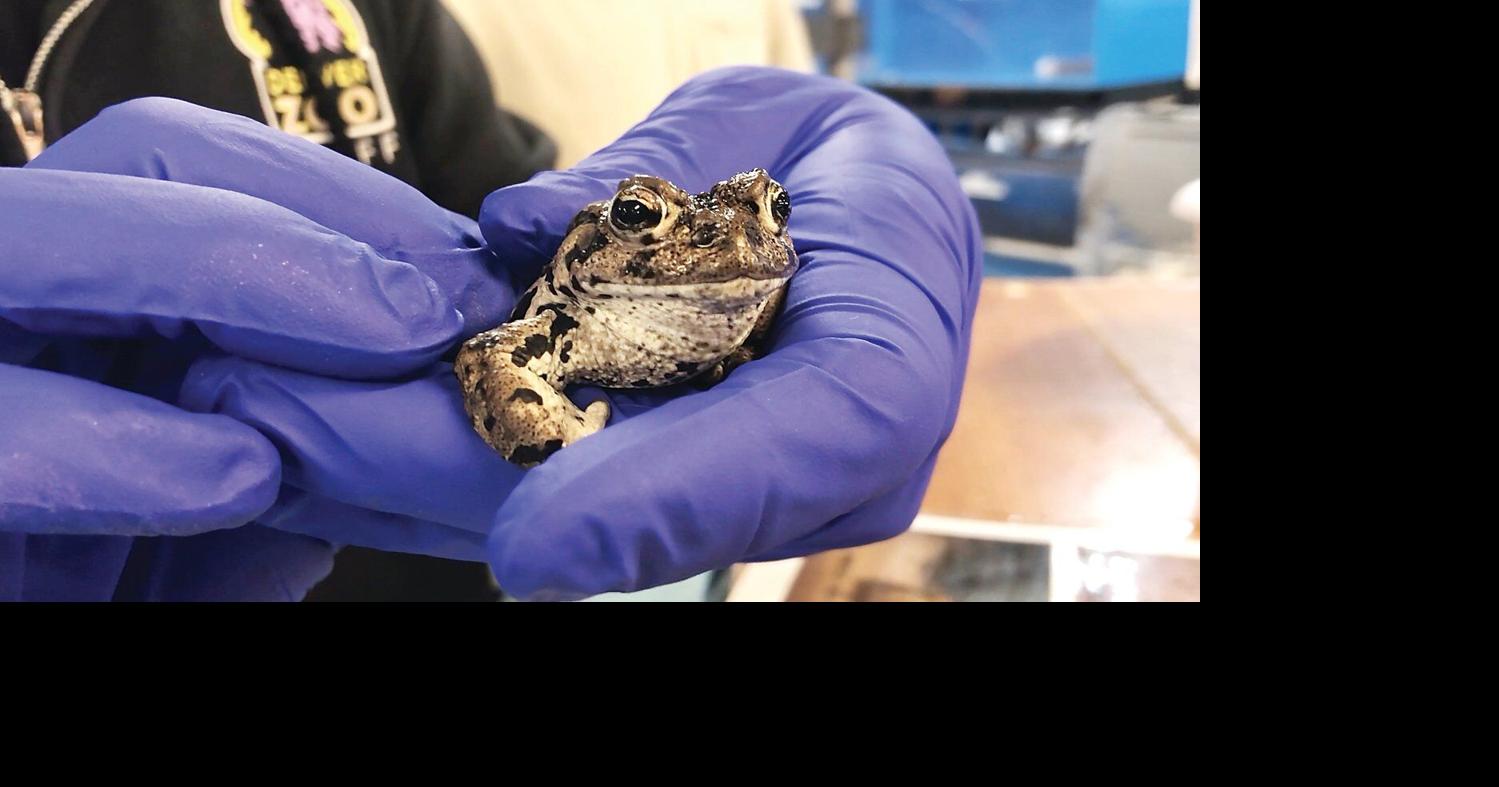 Denver Zoo, state partner to boost toad numbers | Archives ...