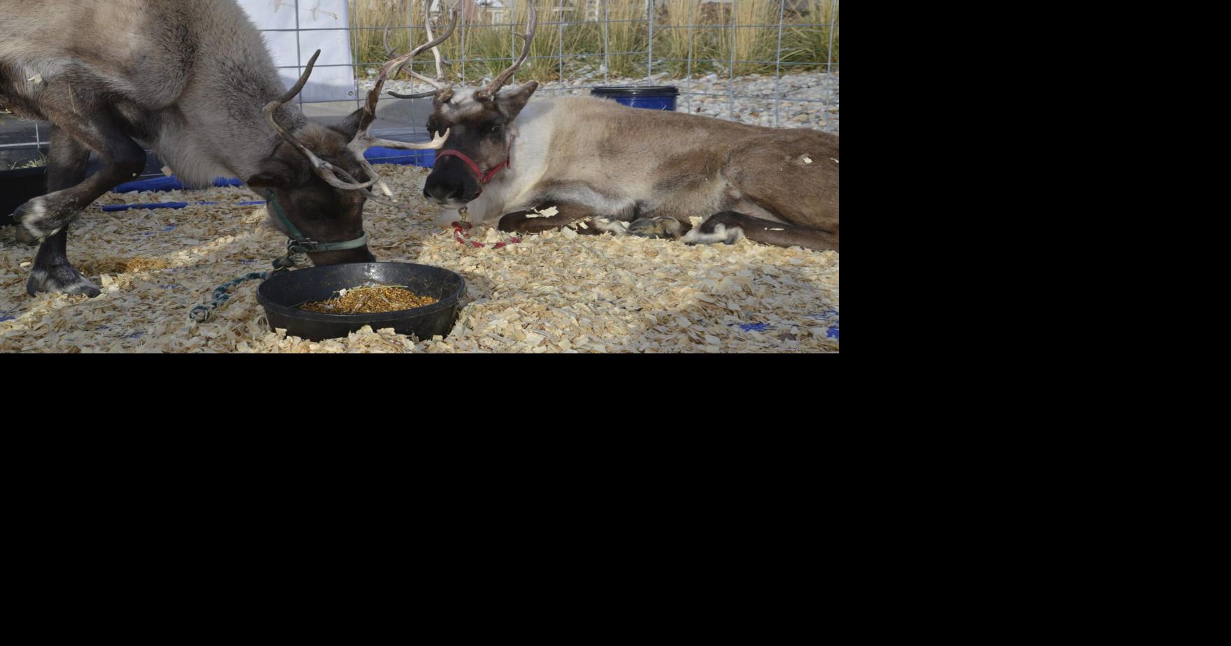 The magic of reindeer: Handlers in Idaho Springs, Brighton and beyond ...